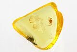 Detailed Fossil Spider (Araneae) In Baltic Amber #275496-1